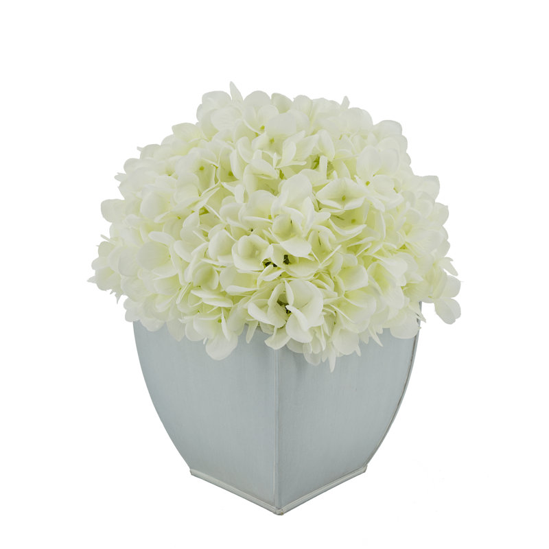 Arrangements floraux d'hortensias en pot, Blanc