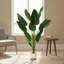 147cm Plant
