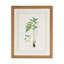 Curtis Ferns I Print