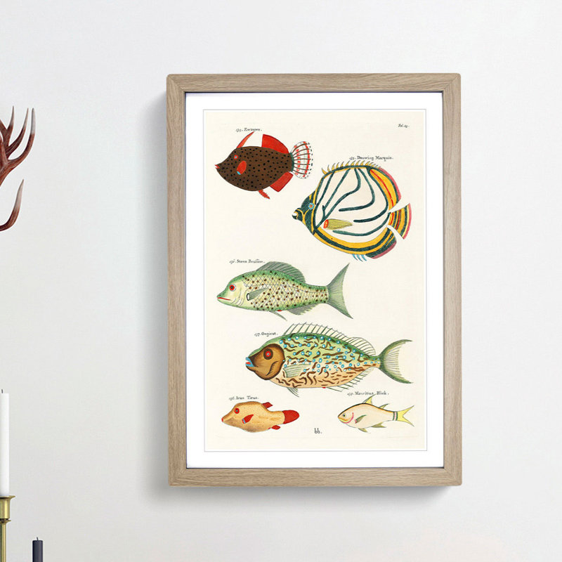 East Indies Fish Illustrations Fol. 23 by Louis Renard - Picture Frame Painting Print, 36cm H x 27cm W x 2cm D, Oak Framed