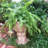 Muggly's Axle Face Statue Planter-1413590788