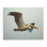 «Brown Pelican in Flight» par D. Rust