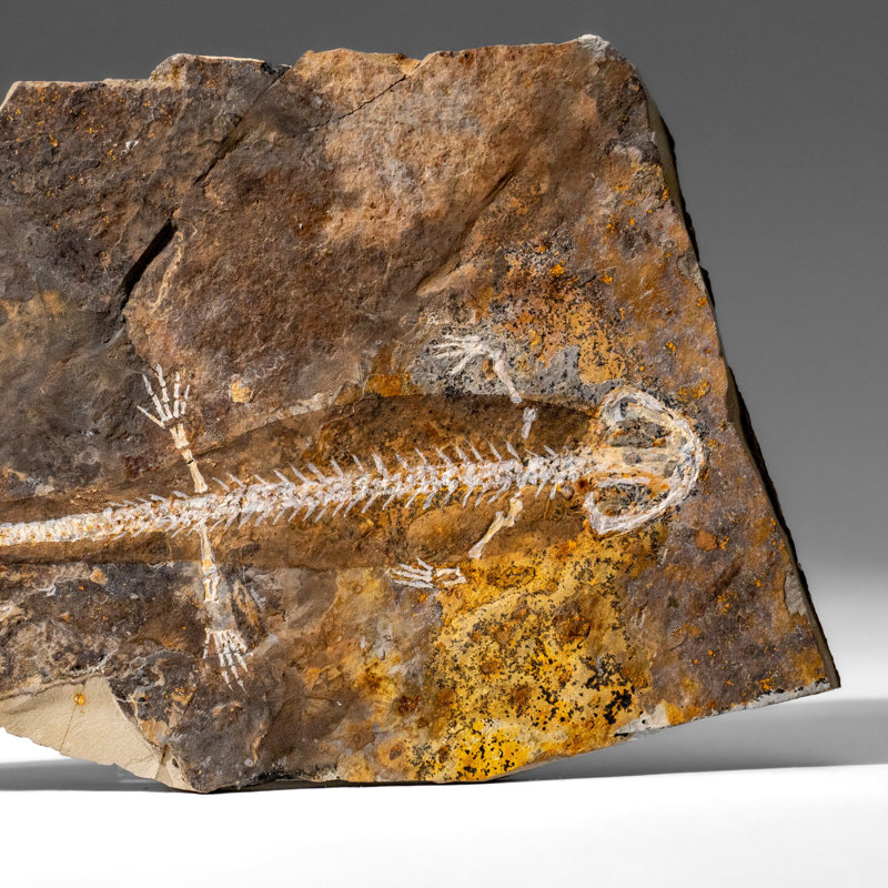 Genuine Liaoxitriton Fossil Plate (199.5 Grams)