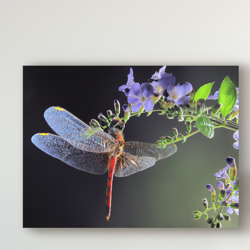 «Dragonfly Red» par Jimmy Hoffman - reproduction de photo sur toile, H 35 po x l 47 po x P 2 po