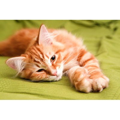 " Young Siberian Cat "
