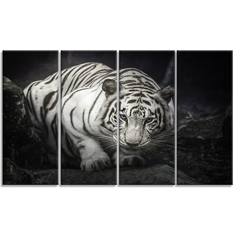 DesignArt White Tiger Animal 4 Piece Photographic Print on Wrapped ...