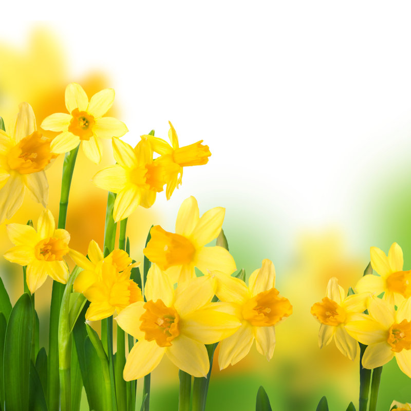 Yellow Narcissus - Photographie sur toile tendue, H 36 po x l 36 po