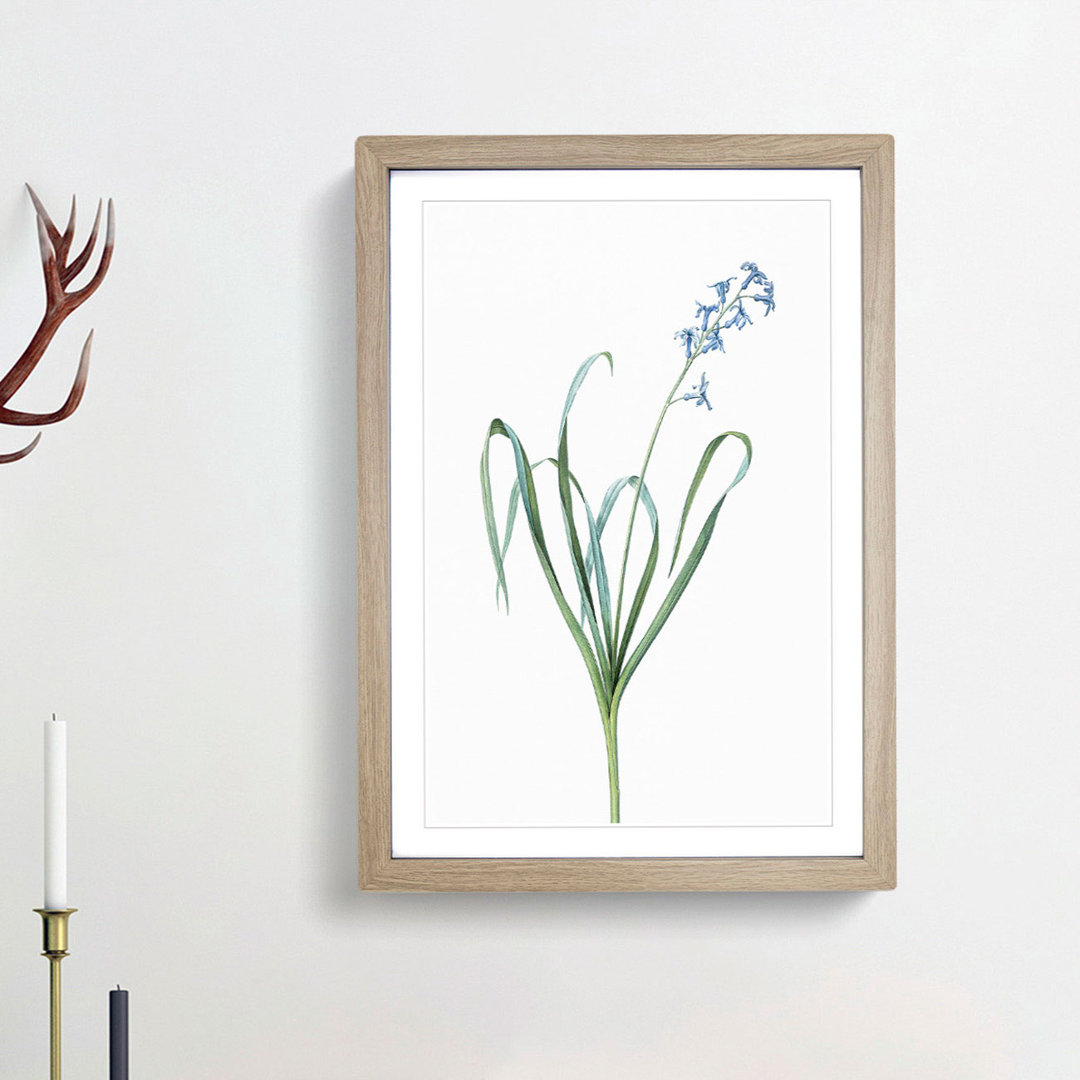 Dutch Hyacinth by Pierre-Joseph Redoute - Picture Frame Painting Print