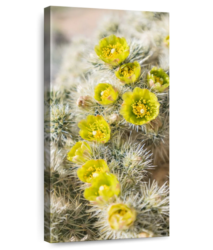 Cactus argenté Cholla, H 24 po x l 12 po