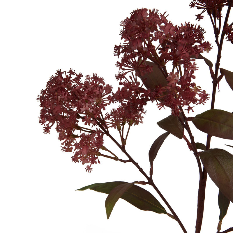 Anastasija Arrangement