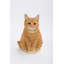 Chat tigré orange assis-1202188021