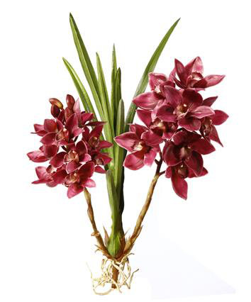 ORCHID CYMBIDIUM PLANT STEM