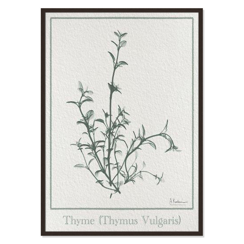 «Jeanette Thymus Vulgaris», reproduction d'art encadrée sur papier par Albert Koetsier, H 41,5 po x l 29,5 po x P 1,25 po