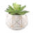 Gamache 7'' Faux Succulent in Ceramic Pot
