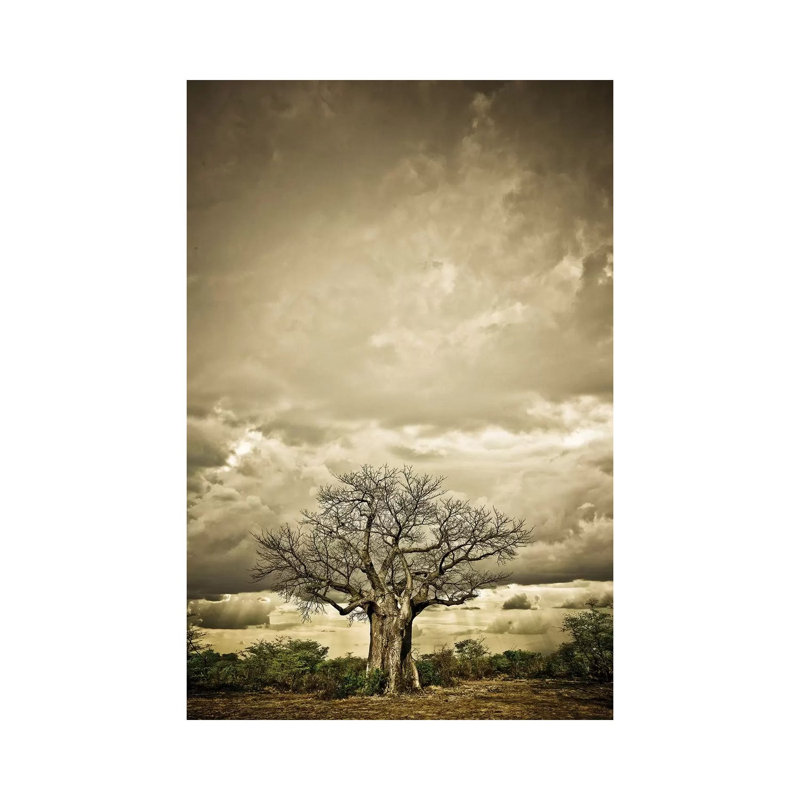 Baobab Hierarchy IV by Klaus Tiedge - Print on Canvas, Wrapped Canvas, 66.04 cm H x 45.72 cm W x 1.91 cm D
