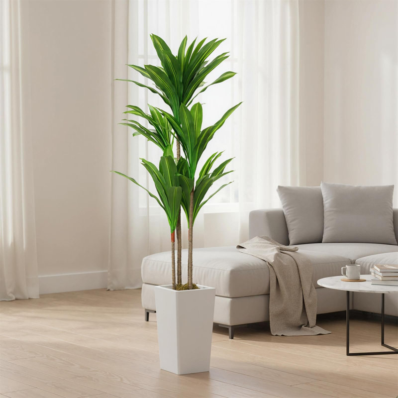 147cm Plant