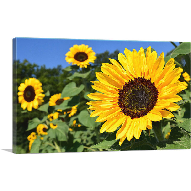 Champ de tournesols - reproduction de photo sur toile tendue, H 18 po x l 26 po x P 1,5 po