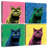 Brampt British Shorthair Pop