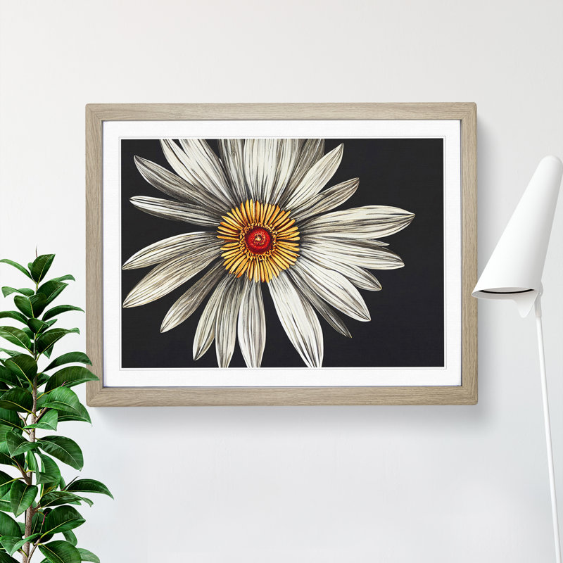 Flourishing Daisy Flower - Single Picture Frame Print, 46cm H x 64cm W x 2cm D, Oak