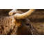Side Horn Print by Adam Mowery-65037873