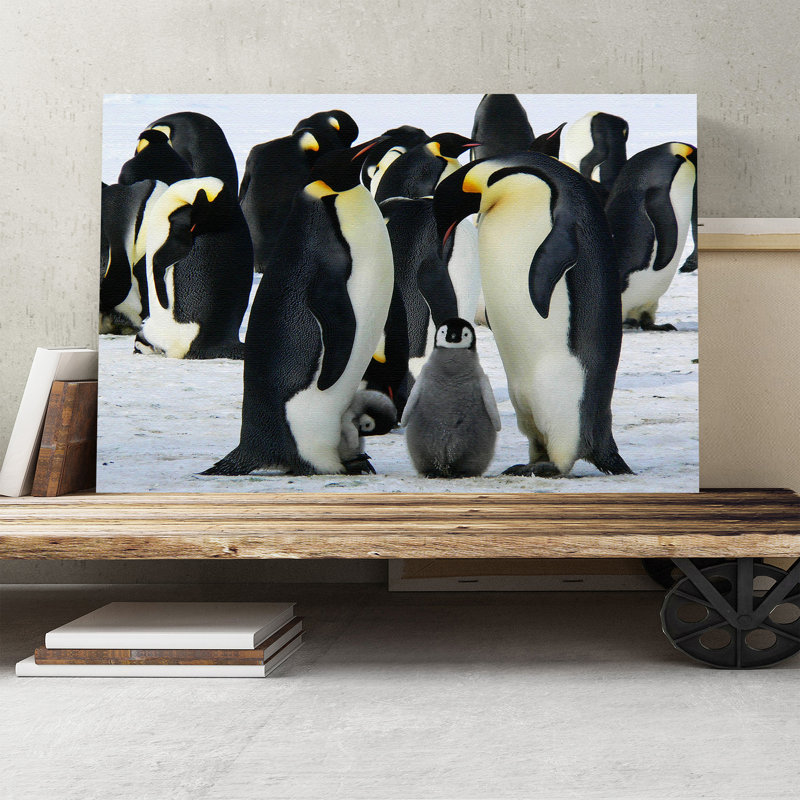 Penguins Photographic - Wrapped Canvas - Framed Print, 50cm H x 76cm W