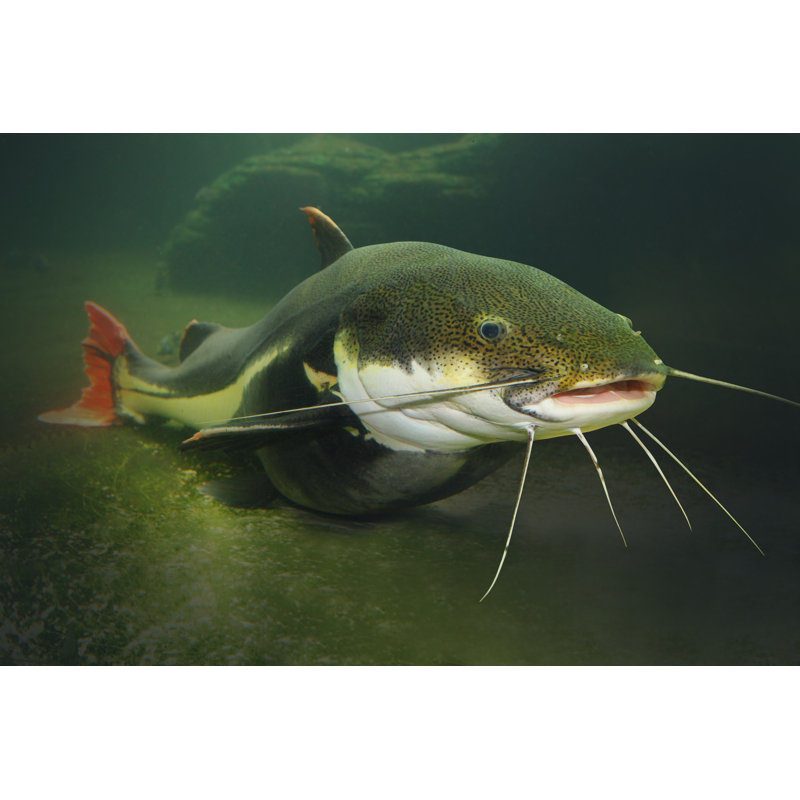 The Red Tail Catfish by Abadonian - Wrapped Canvas Print, 61cm H x 91cm W x 3.8cm D