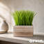 9,5 po plante en pot Dias