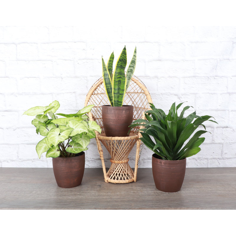 Live Low Light Houseplant Set