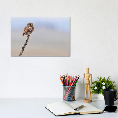 Little Owl par Elmar Weiss - Photographie sur toile tendue