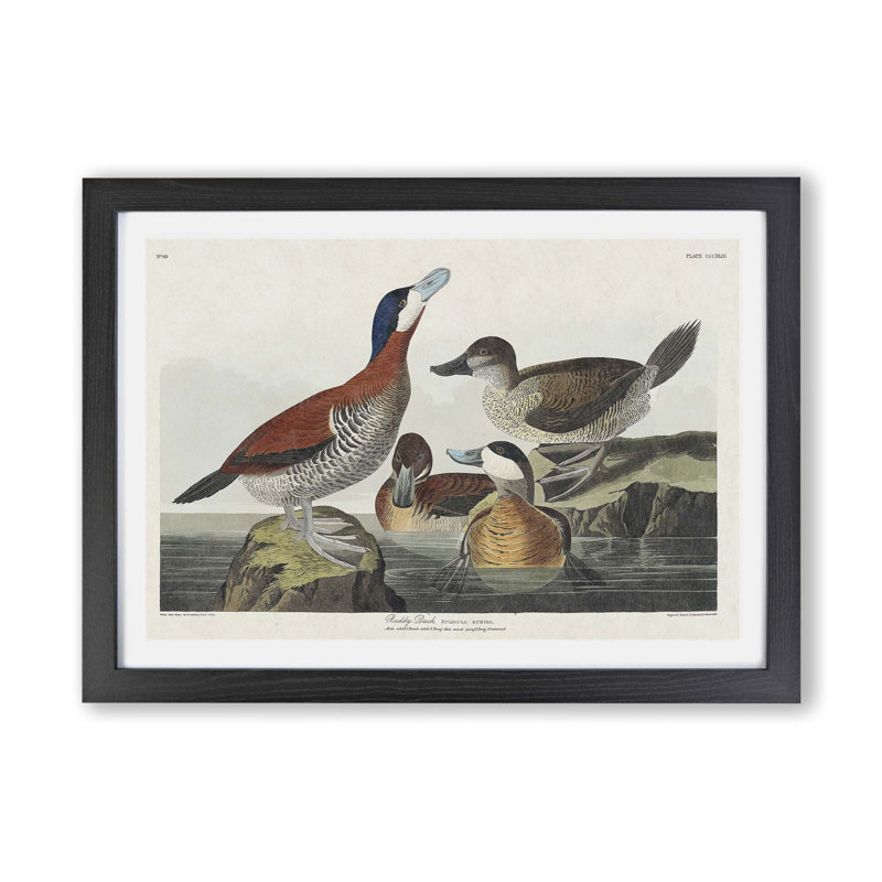 Ruddy Duck by John Audubon - Single Picture Frame Print, 33cm H x 45cm W x 2cm D, Black