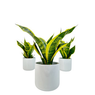Snake Plant Trio (Sansevieria) Of House Plants In White Ceramic 4 Inch Pots (Set of 3)