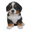 Bernese Mountain Dog Puppy Statue