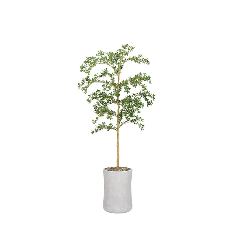Shady Lady Tree in Medium Weston Planter