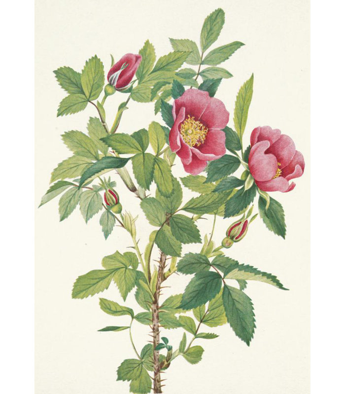 «Rose bourgogne» par Mary Vaux Walcott - Art mural sur toile tendue avec châssis, H 24 po x l 17 po
