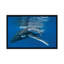 Impression d'une baleine à bosse avec un vieux veau de quatre jours, impression sur toile tendue-72129007-72129008-72129014