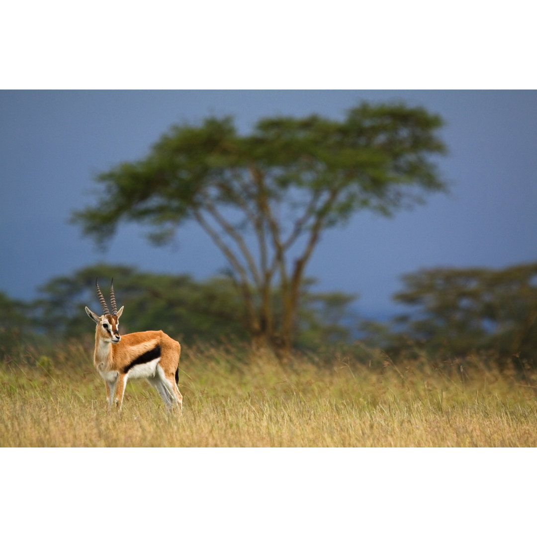 Gazelle vor stürmischer Landschaft von WLDavies - Leinwandbild