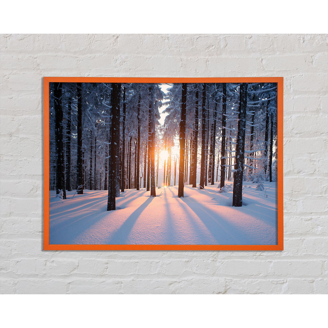 Sun Burst Snow Trees - Druck