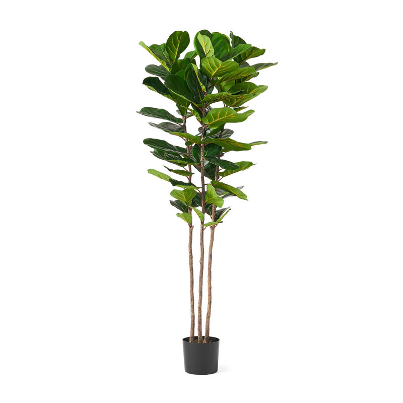 Figuier artificiel 71 "avec 72 feuilles - plante décorative d'intérieur