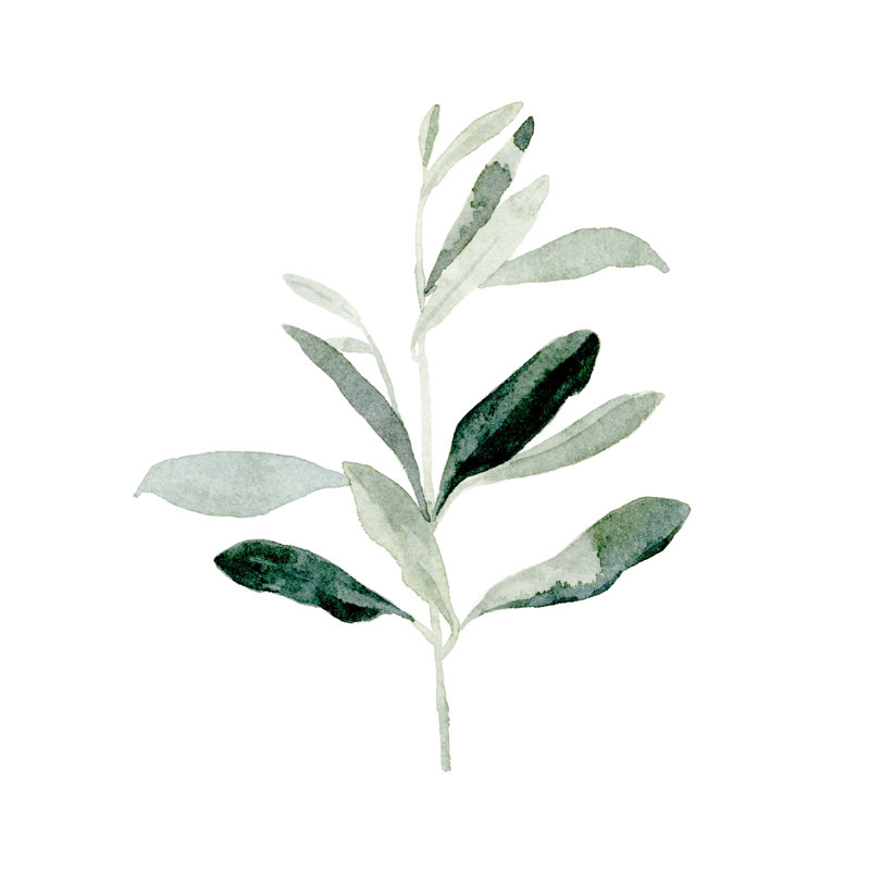 «Summer Olive Branch II» par Emma Caroline - impression sur toile tendue, H 36 po x l 36 po x P 1,25 po