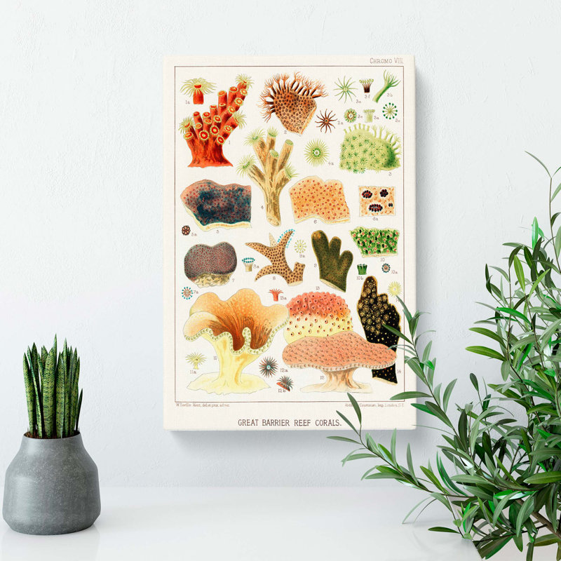 Great Barrier Reef Corals VIII by W. Saville-Kent - Wrapped Canvas, 76cm H x 50cm W x 3cm D