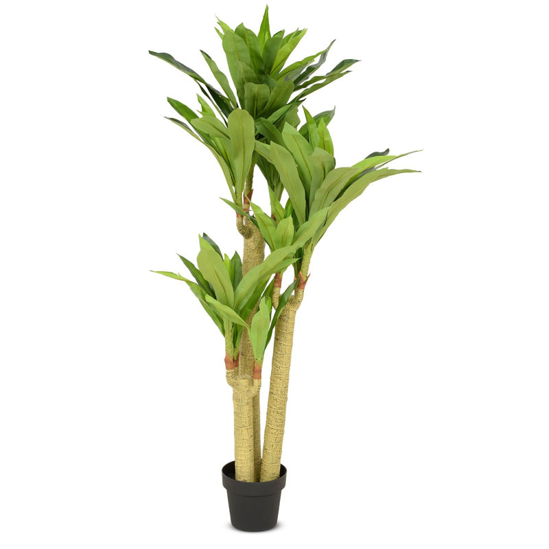 155 cm H Faux Dracaena Plant in Plastic Pot