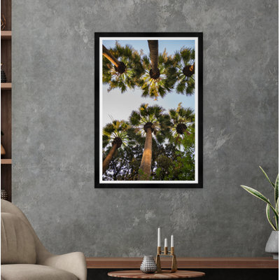 Athens Palm Athens Palm II by Tim Klein - Single Picture Frame Photograph