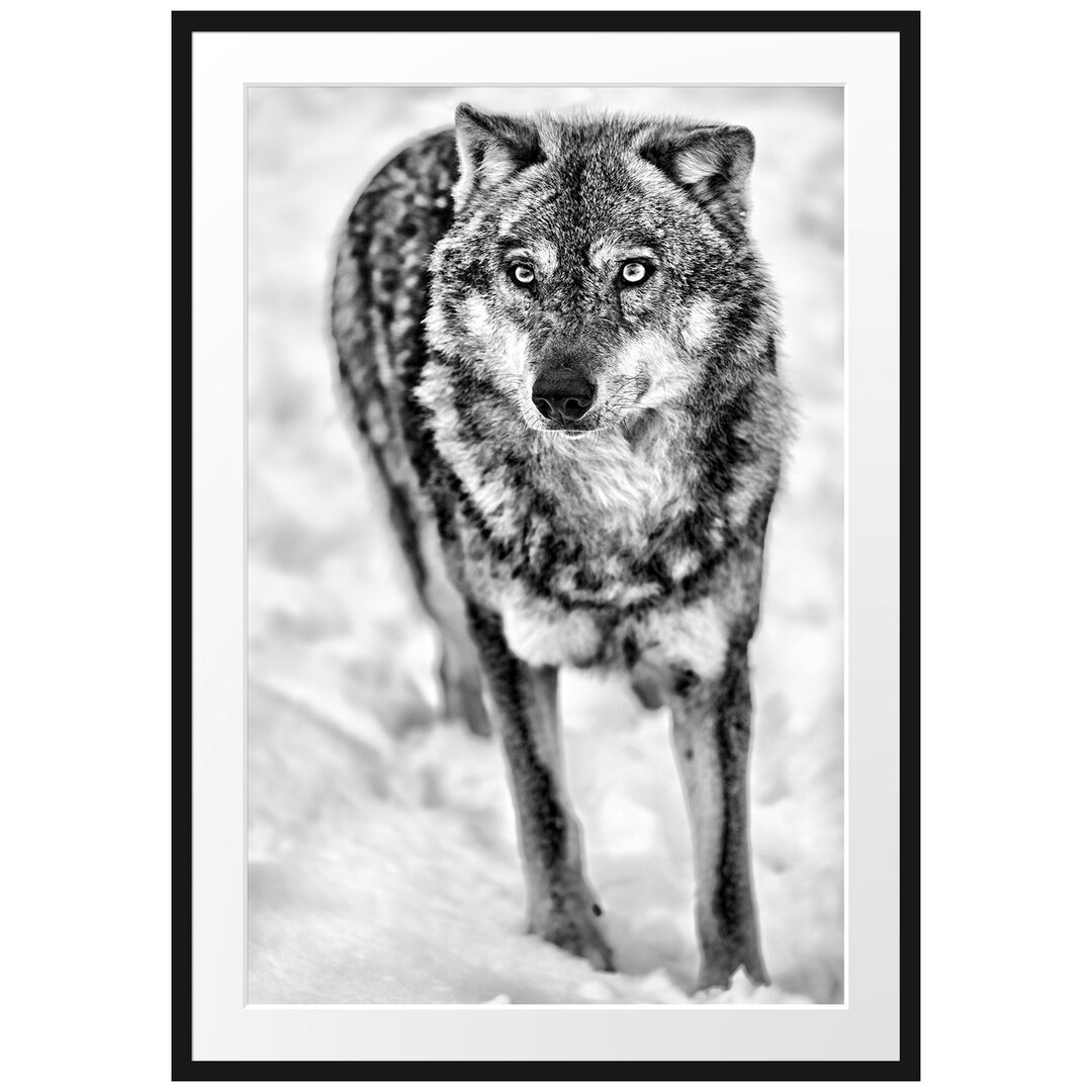 Gerahmtes Poster Wolf in Schneelandschaft