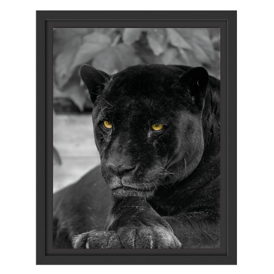 Gerahmtes Wandbild schwarzer Panther