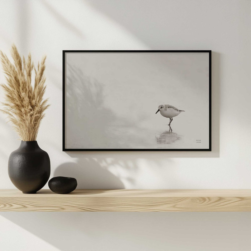 «Tybee Island Sanderling» par Nathan Larson, reproduction d'art, Noir, H 8 po x l 12 po