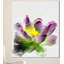 « lotus fleur sketch aquarelle », reproduction d’art sur toile tendue-19239297-33322682