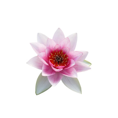 " Water Lilly " by Pavelmidi