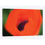 « orange de dépilament » par savanah planche, impression sur toile-31923677-73621887-73621892