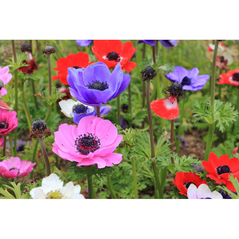 «Colorful Poppy Anemone Flower» par Aphichetc - photographie sur toile tendue, H 8 po x l 12 po x P 1,25 po