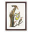 Golden-Winged Woodpecker by John James Audubon - Picture Frame Art Print-55608579-55608577